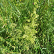 Habitusfoto Galium x pomeranicum